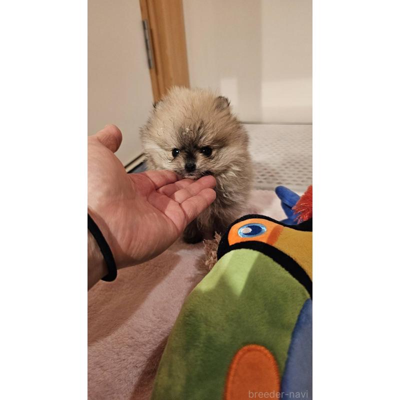 販売中の埼玉県のポメラニアン-440927