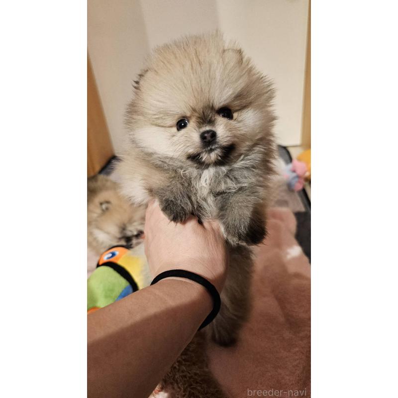 販売中の埼玉県のポメラニアン-440926