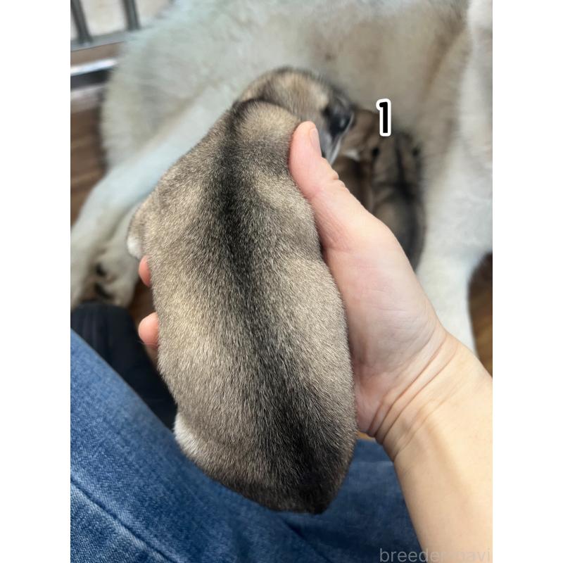 販売中の青森県のシベリアンハスキー-445750の2枚目