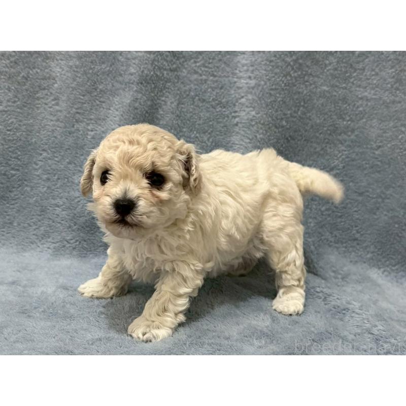 販売中の東京都のビションプー:ビションフリーゼ×トイプードル-445748の4枚目