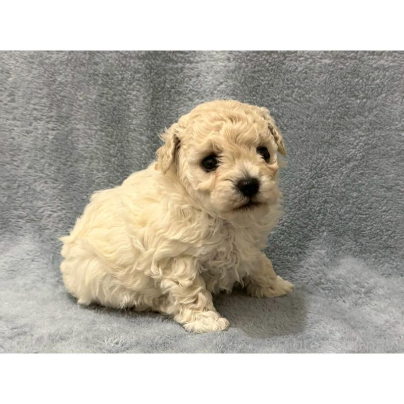 販売中の東京都のビションプー:ビションフリーゼ×トイプードル-445748の2枚目