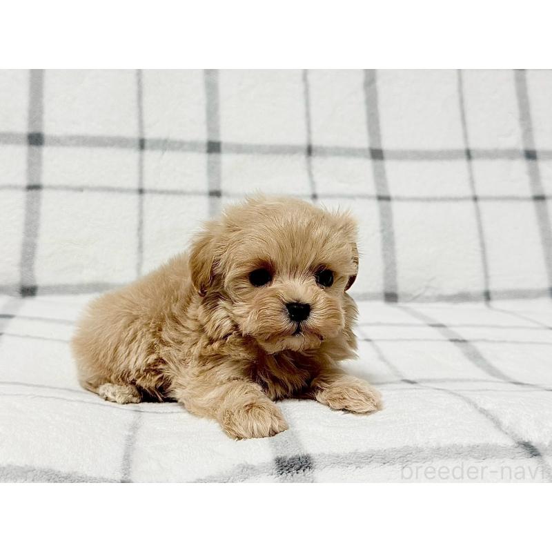 販売中の東京都のマルプー:マルチーズ×トイプードル-445749の4枚目