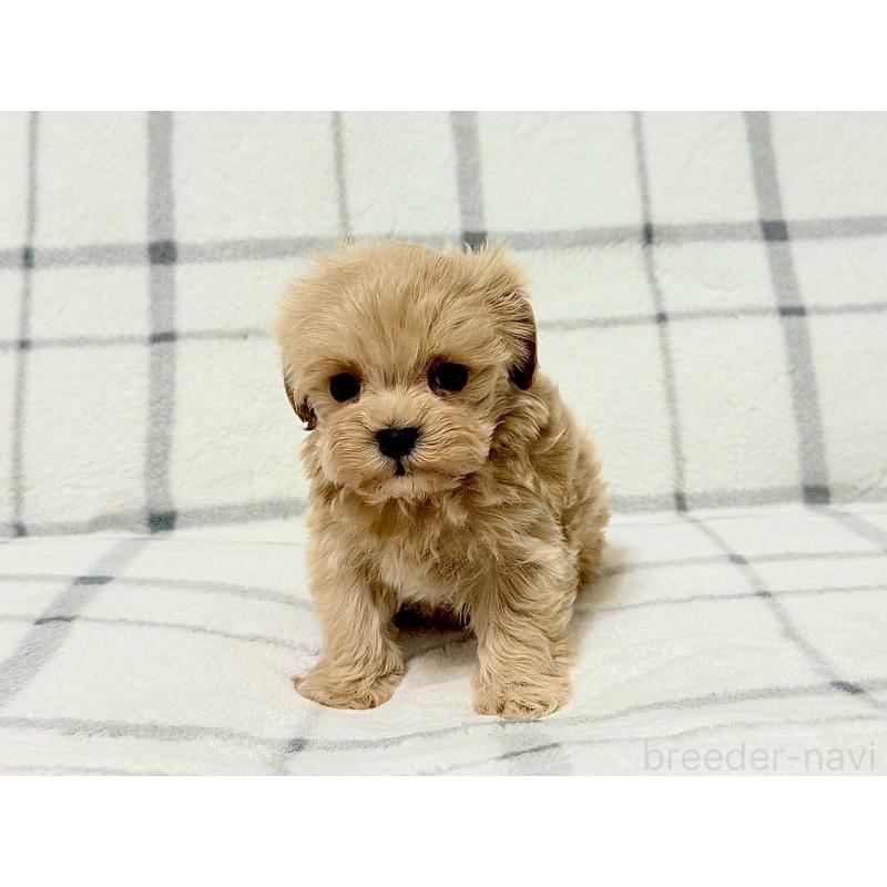 販売中の東京都のマルプー:マルチーズ×トイプードル-445749の3枚目