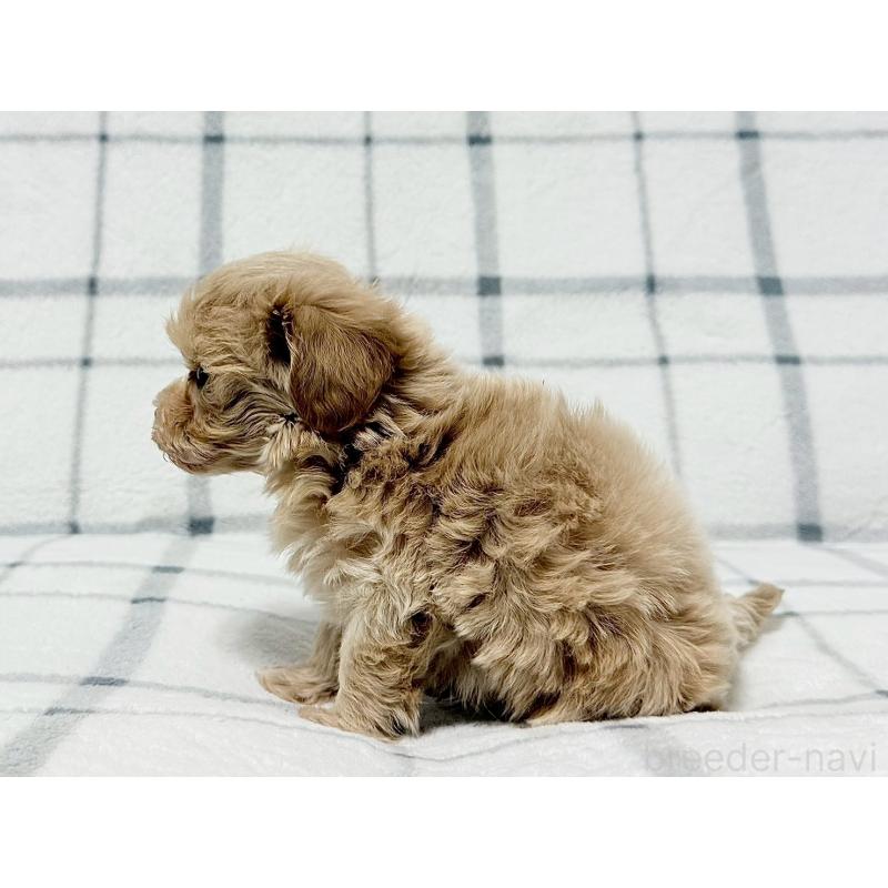 販売中の東京都のマルプー:マルチーズ×トイプードル-445749の2枚目