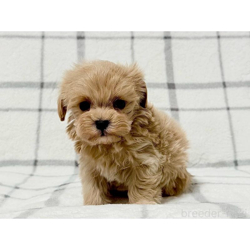 販売中の東京都のマルプー:マルチーズ×トイプードル-445749の1枚目