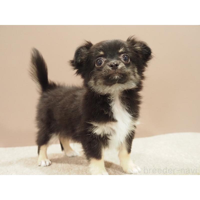 販売中の愛知県のチワワ(ロングコート)-444373の12枚目