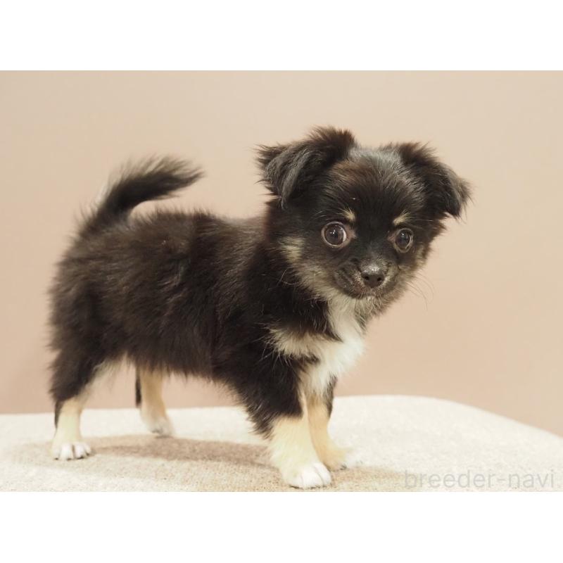 販売中の愛知県のチワワ(ロングコート)-444373の11枚目