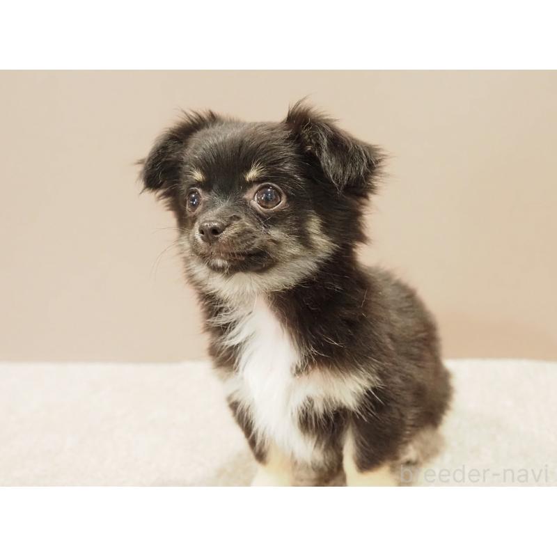 販売中の愛知県のチワワ(ロングコート)-444373の9枚目