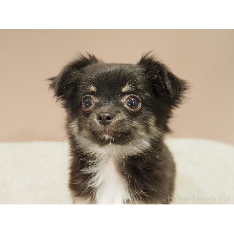 販売中の愛知県のチワワ(ロングコート)-444373の8枚目