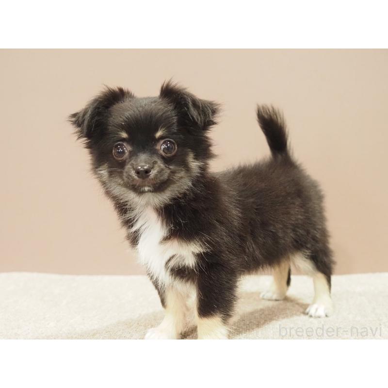 販売中の愛知県のチワワ(ロングコート)-444373の7枚目