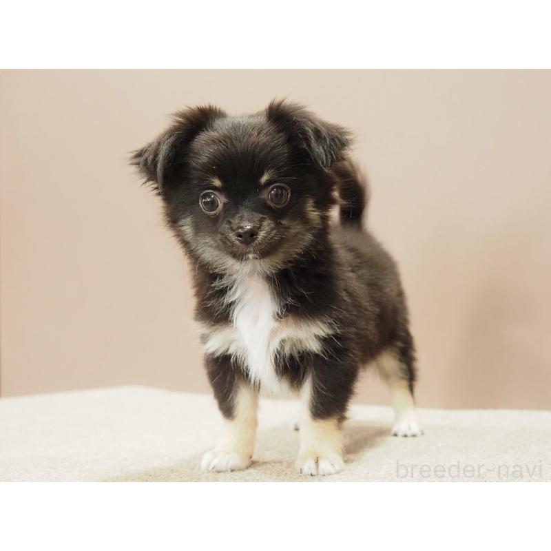 販売中の愛知県のチワワ(ロングコート)-444373の5枚目