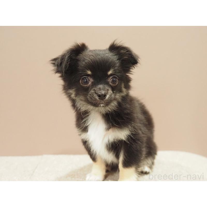 販売中の愛知県のチワワ(ロングコート)-444373の4枚目