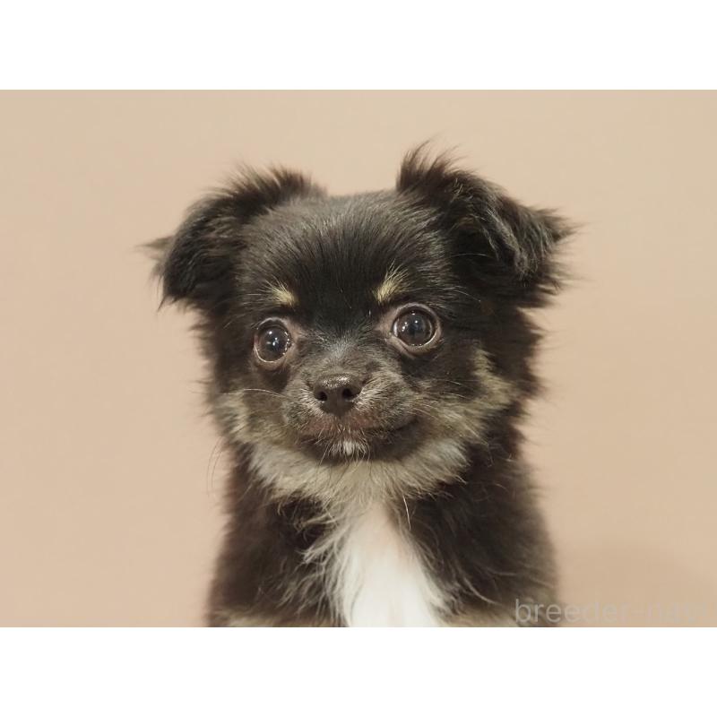 販売中の愛知県のチワワ(ロングコート)-444373の3枚目