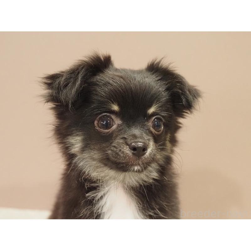 販売中の愛知県のチワワ(ロングコート)-444373の2枚目