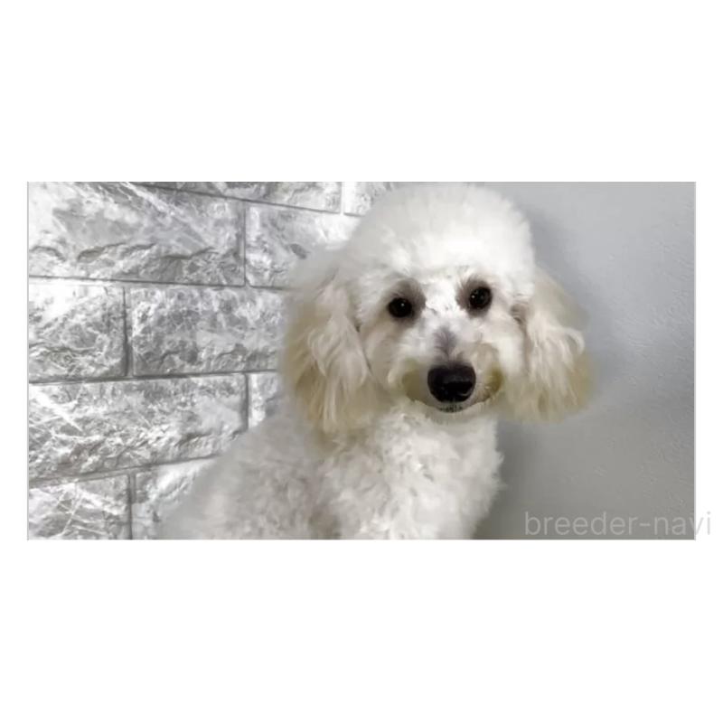 販売中の埼玉県のビションプー:ビションフリーゼ×トイプードル-445753の2枚目