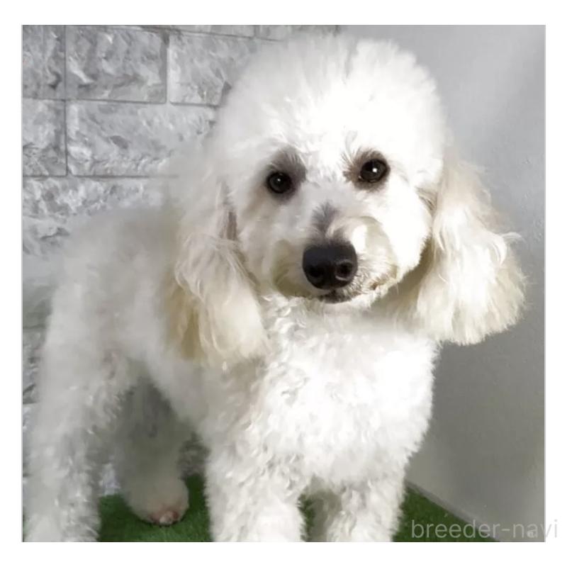 販売中の埼玉県のビションプー:ビションフリーゼ×トイプードル-445753の1枚目