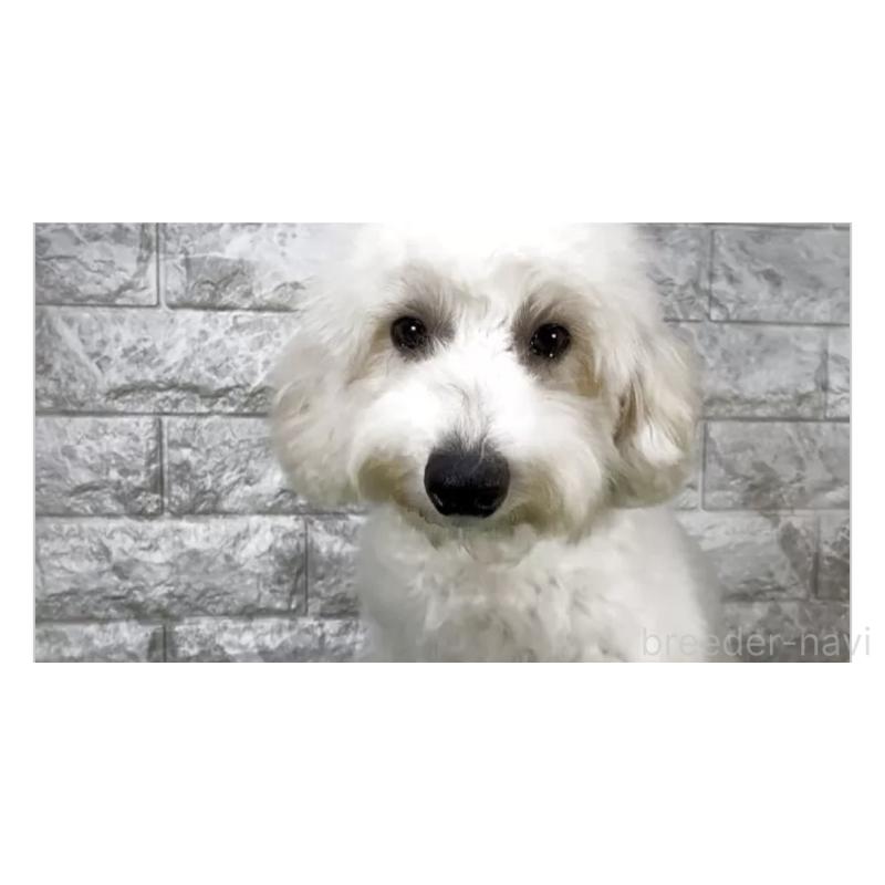 販売中の埼玉県のビションプー:ビションフリーゼ×トイプードル-445754の3枚目