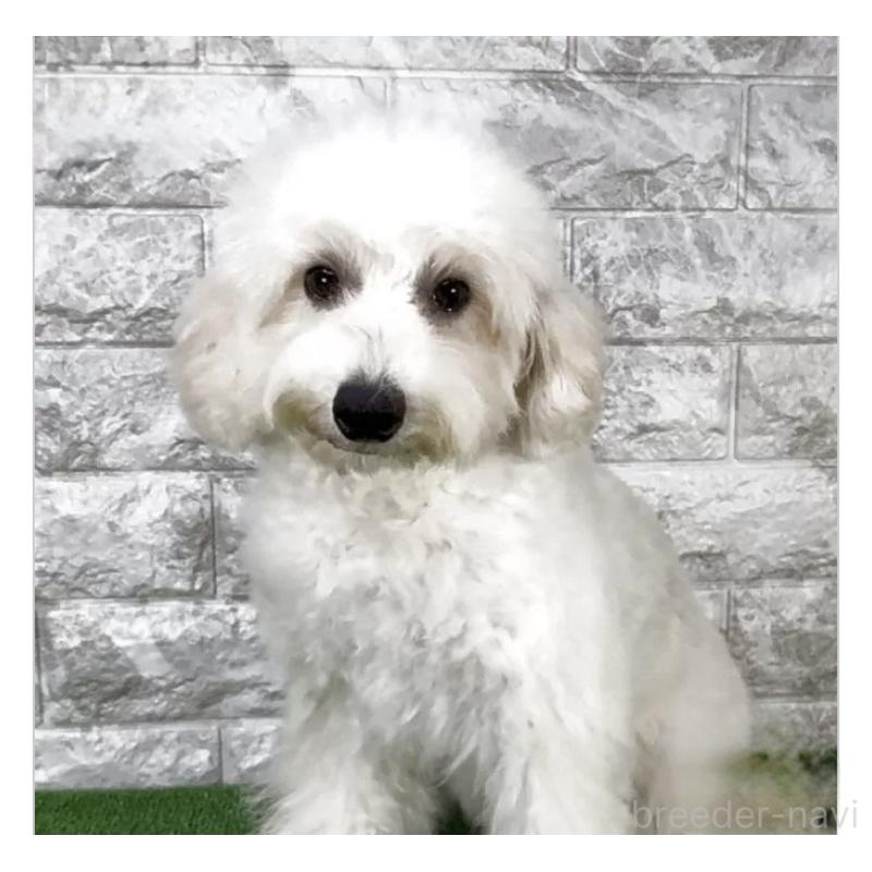 販売中の埼玉県のビションプー:ビションフリーゼ×トイプードル-445754