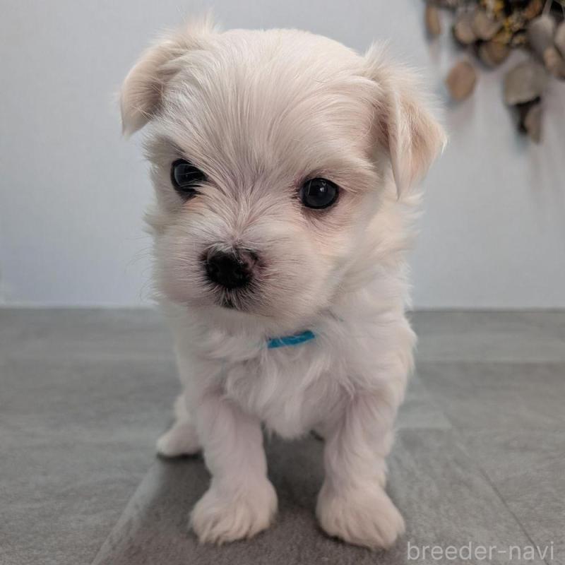 販売中の宮崎県のマルチーズ-445755の5枚目