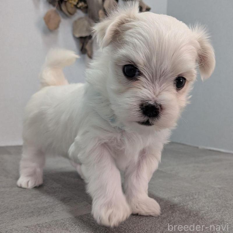 販売中の宮崎県のマルチーズ-445755の4枚目