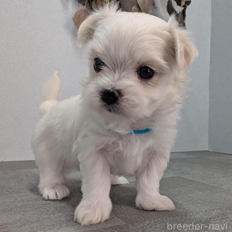 販売中の宮崎県のマルチーズ-445755の3枚目