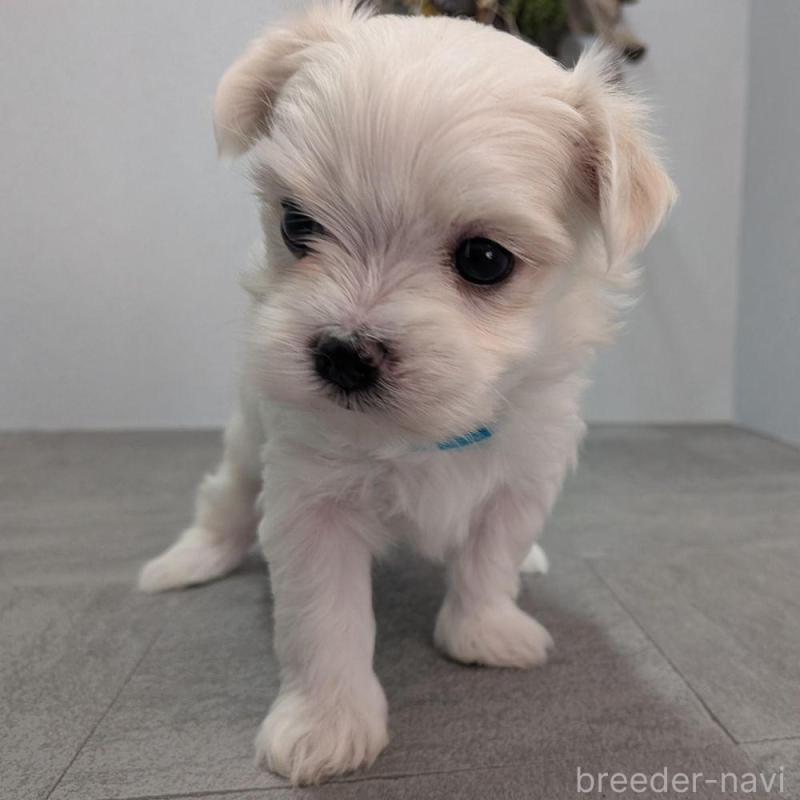 販売中の宮崎県のマルチーズ-445755の2枚目