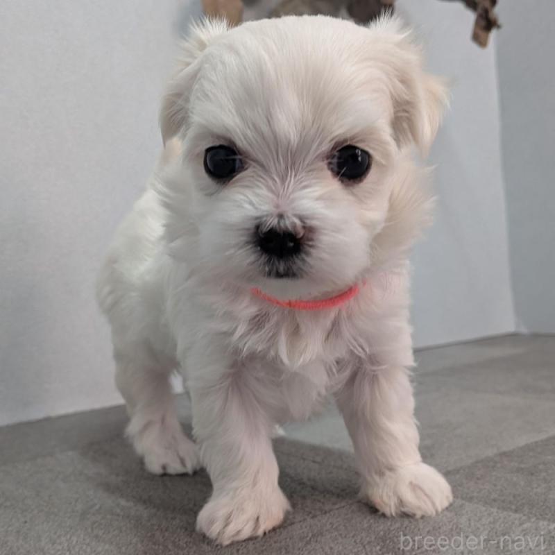 販売中の宮崎県のマルチーズ-445756