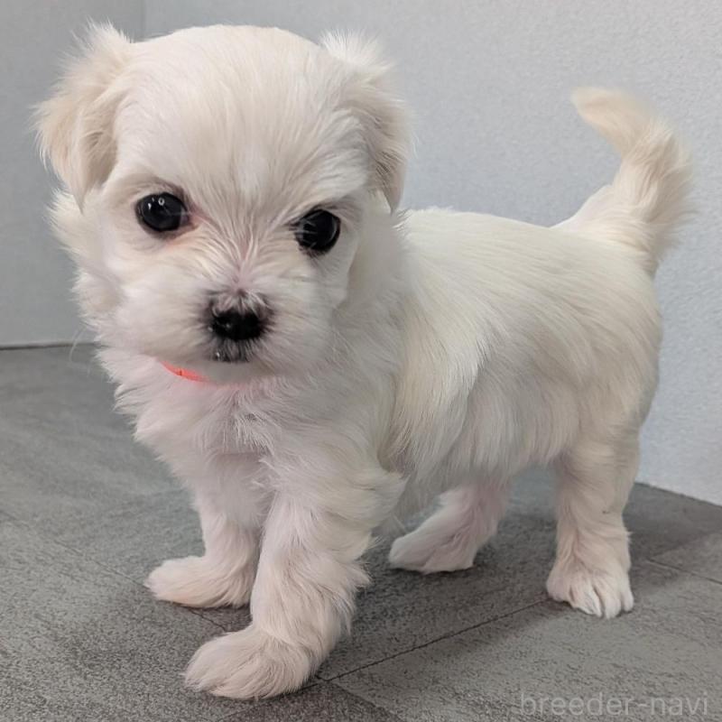 販売中の宮崎県のマルチーズ-445756の4枚目