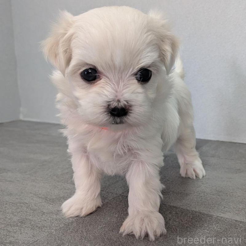 販売中の宮崎県のマルチーズ-445756の3枚目