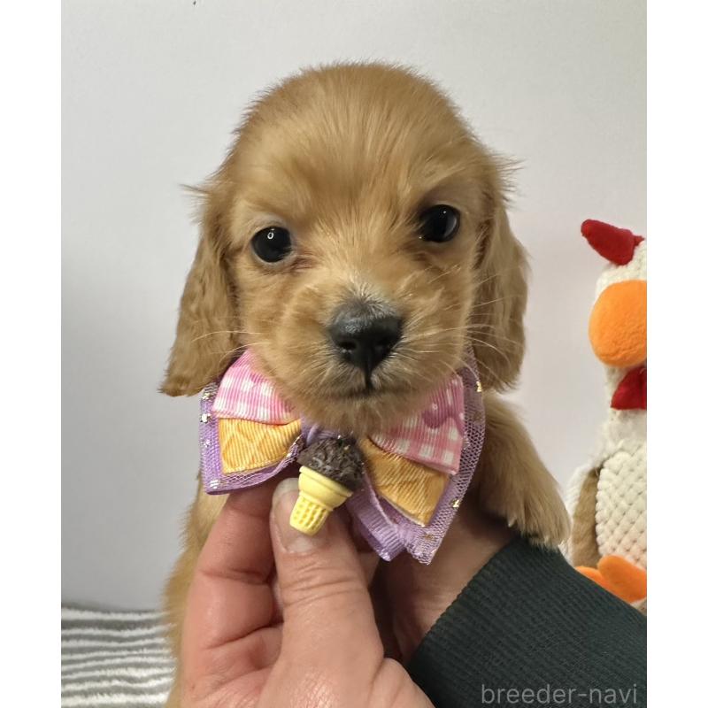 販売中の愛知県のミニチュアダックスフンド(ロングヘアード)-445757の4枚目