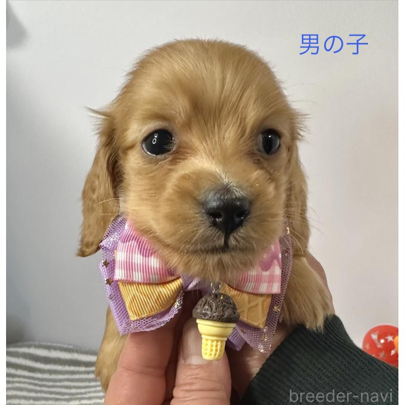 販売中の愛知県のミニチュアダックスフンド(ロングヘアード)-445757の3枚目