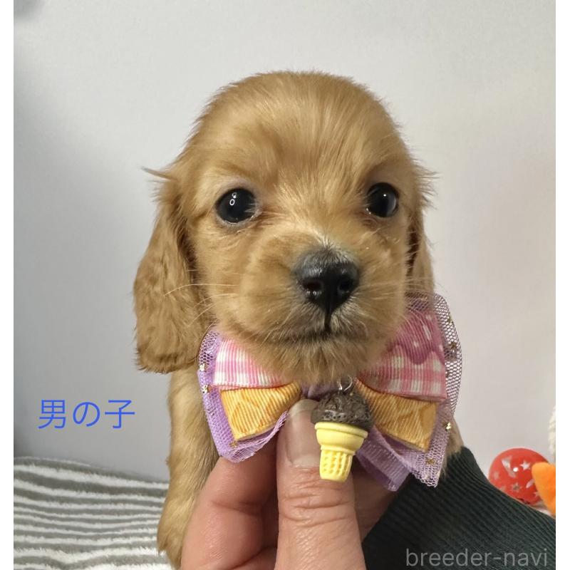 販売中の愛知県のミニチュアダックスフンド(ロングヘアード)-445757の2枚目