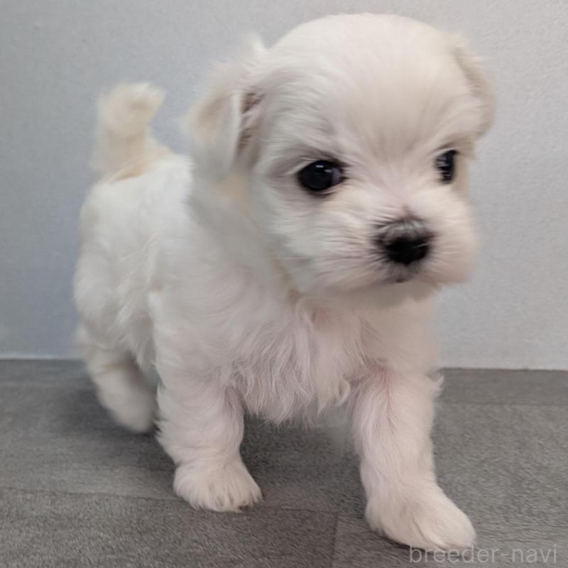 販売中の宮崎県のマルチーズ-445758の5枚目