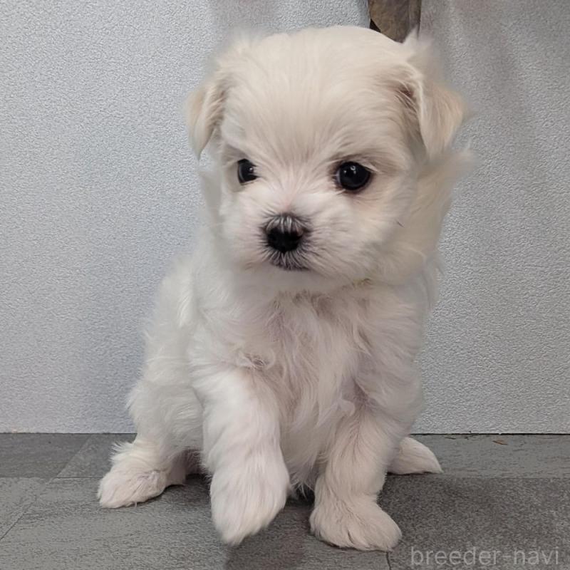 販売中の宮崎県のマルチーズ-445758の4枚目