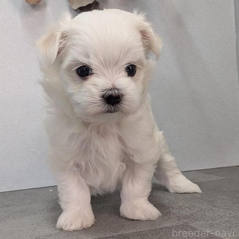 販売中の宮崎県のマルチーズ-445758の3枚目