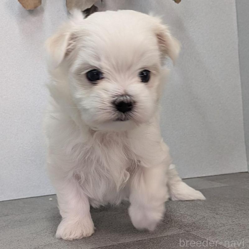 販売中の宮崎県のマルチーズ-445758の2枚目