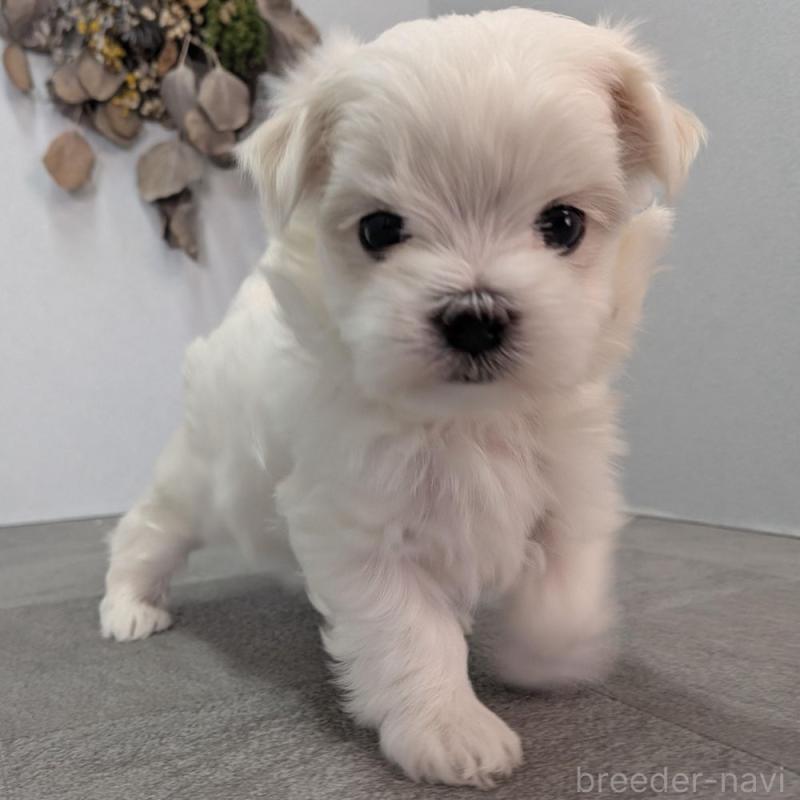 販売中の宮崎県のマルチーズ-445758