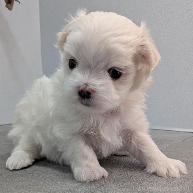 販売中の宮崎県のマルチーズ-445759の5枚目