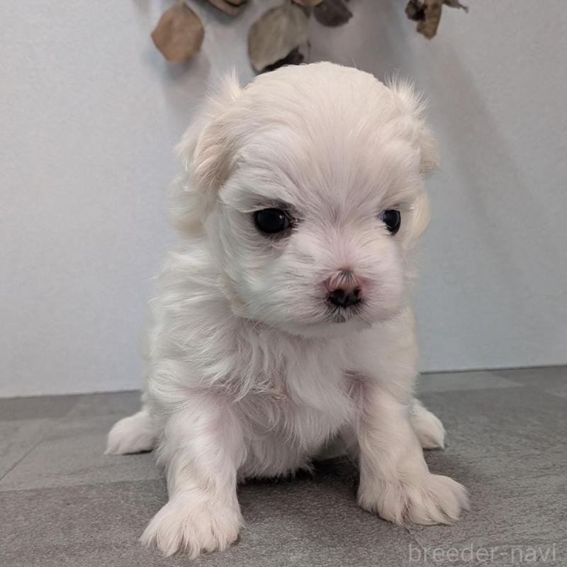 販売中の宮崎県のマルチーズ-445759の4枚目