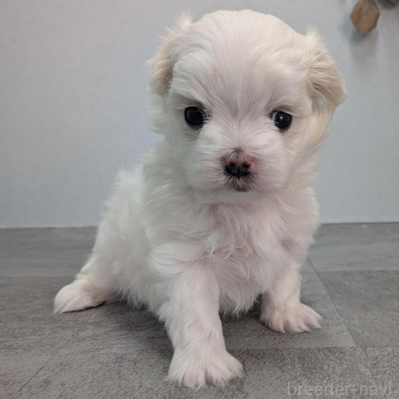 販売中の宮崎県のマルチーズ-445759の3枚目