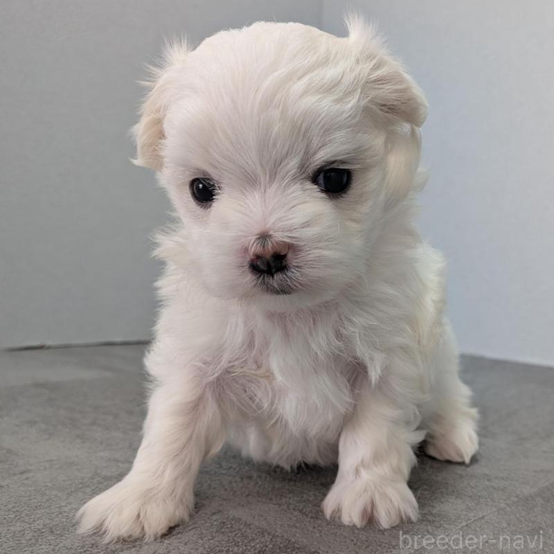 販売中の宮崎県のマルチーズ-445759の2枚目