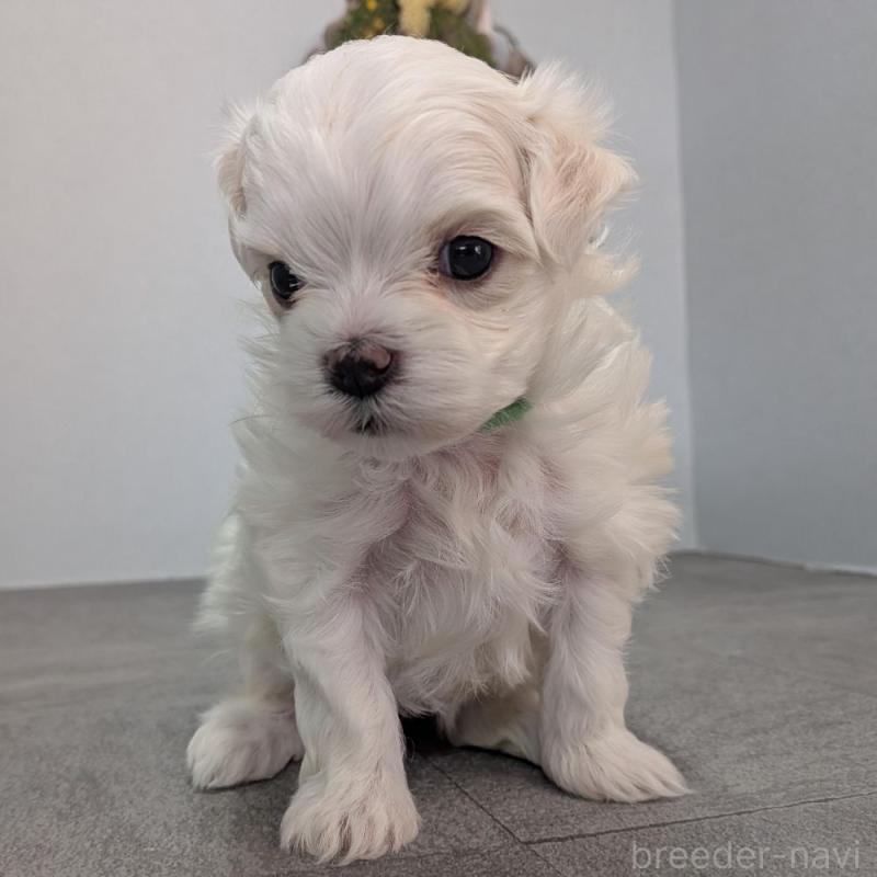 販売中の宮崎県のマルチーズ-445760の5枚目