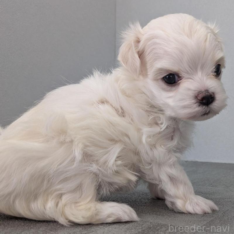 販売中の宮崎県のマルチーズ-445760の4枚目