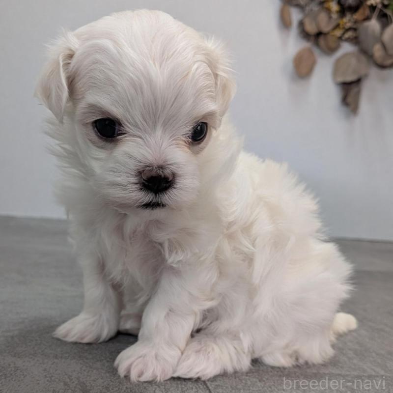 販売中の宮崎県のマルチーズ-445760の3枚目