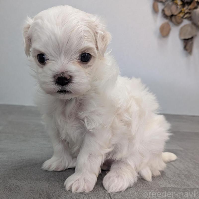 販売中の宮崎県のマルチーズ-445760の2枚目