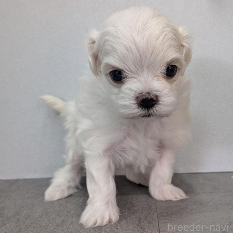 販売中の宮崎県のマルチーズ-445760の1枚目