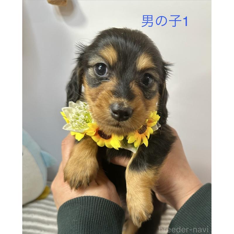 販売中の愛知県のミニチュアダックスフンド(ロングヘアード)-445761の1枚目