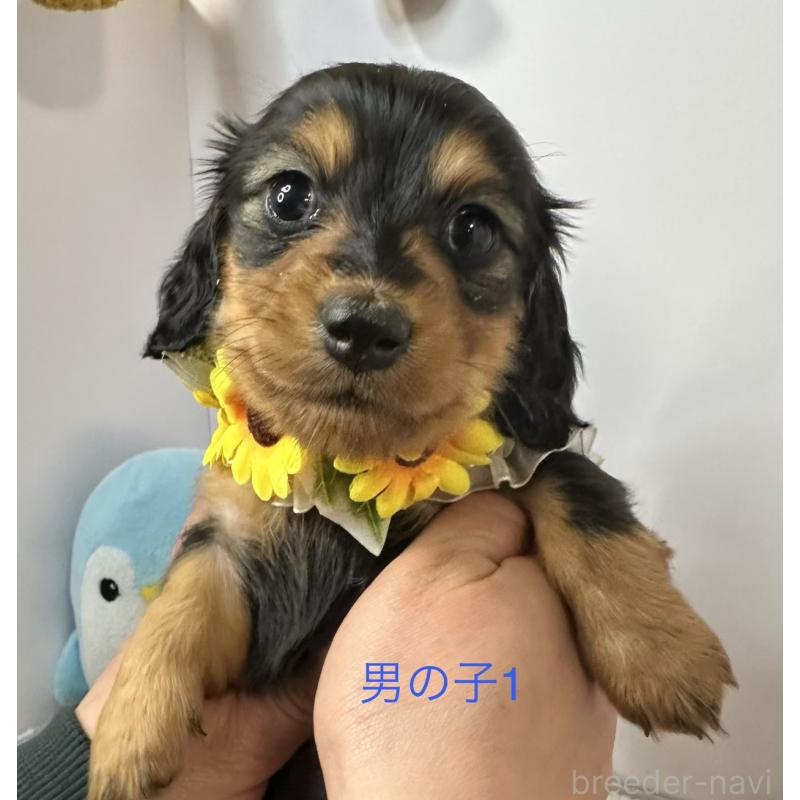 販売中の愛知県のミニチュアダックスフンド(ロングヘアード)-445761の2枚目