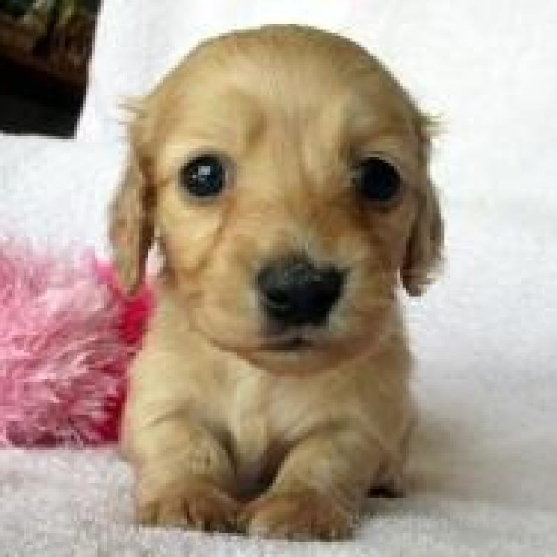 販売中の茨城県のミニチュアダックスフンド(ロングヘアード)-445762