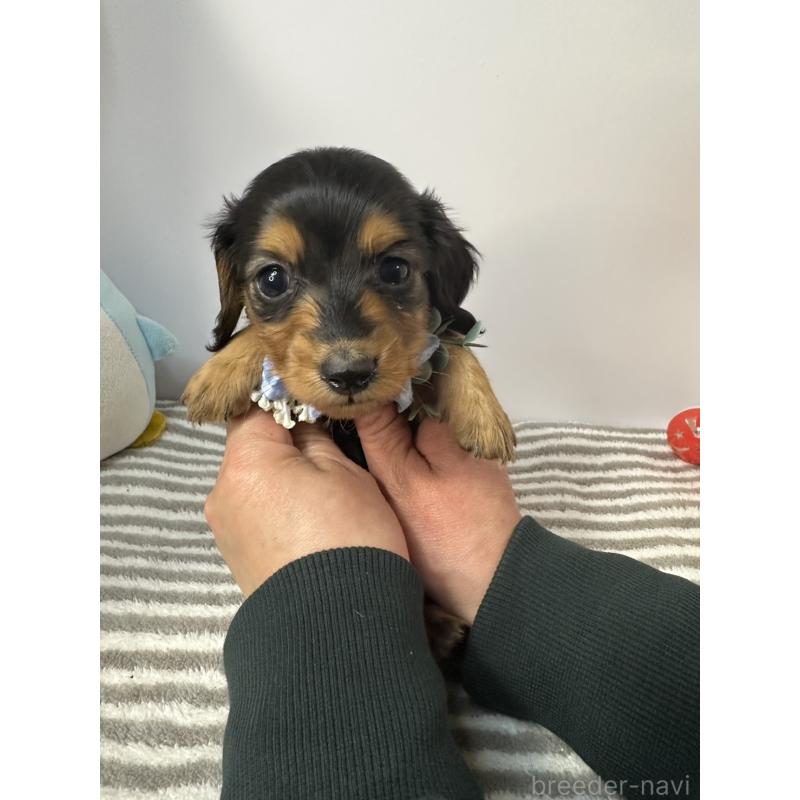 販売中の愛知県のミニチュアダックスフンド(ロングヘアード)-445763の4枚目